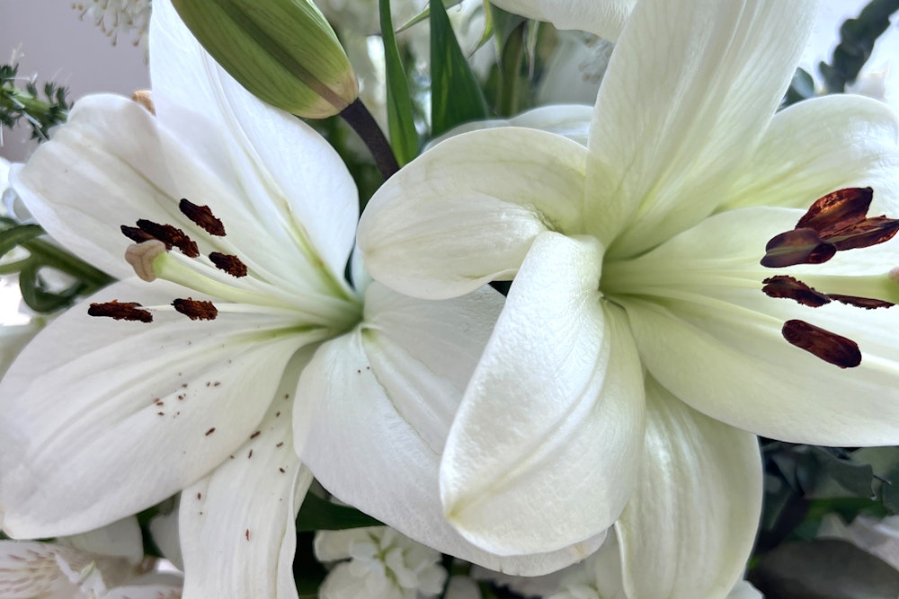Learn more about how to care for Asiatic lilies.