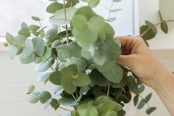 A close-up of a person's hand gently holding a lush eucalyptus plant with round green leaves, in a bright indoor setting with a white background.