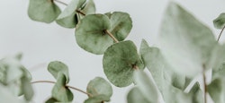 Close-up of eucalyptus branches with round, green leaves against a light background, creating a serene and minimalistic botanical theme.