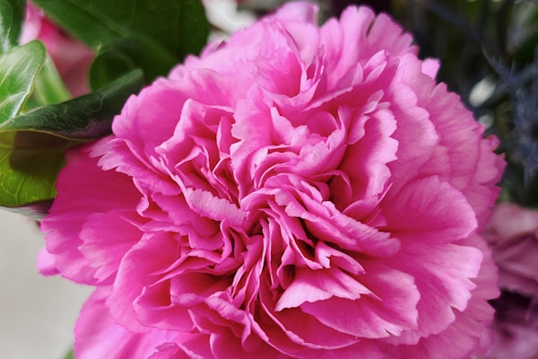 Vibrant pink carnation close-up showcasing its layered petals and rich texture.