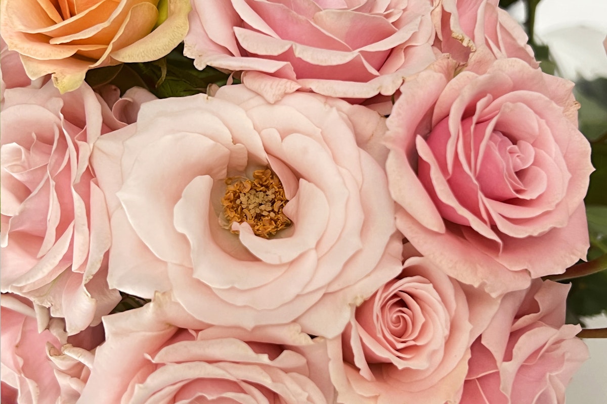 Discover what Spray Roses Are and When to Give Them