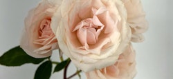 A close-up of delicate pale pink roses with gently unfurling petals and green leaves against a soft white background, showcasing their natural elegance.