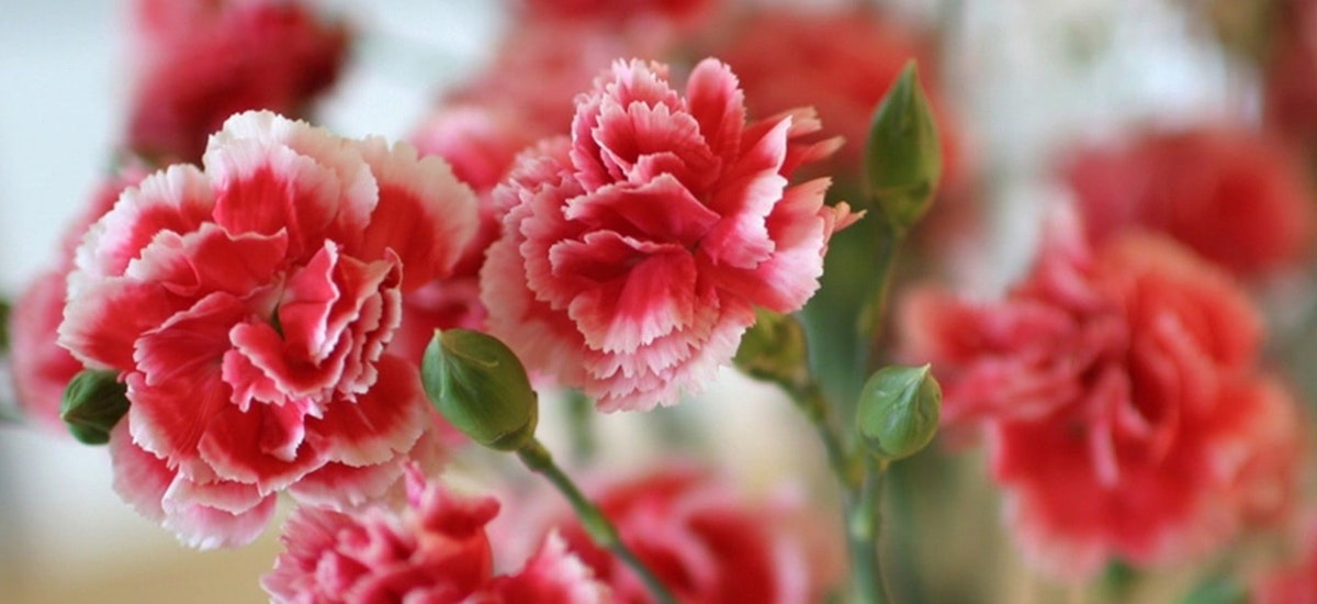 Superstitions and Lucky Blooms BloomsyBox