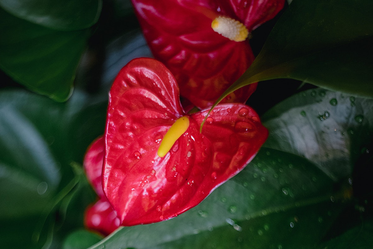 How to Care for Anthuriums