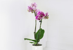 A vibrant purple and fuchsia orchid with spotted petals, displayed in a white pot against a minimalist white background, exemplifying elegance and simplicity in home decor.