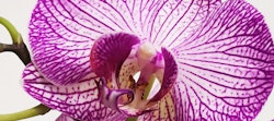 Close-up view of a vibrant purple and white striped Phalaenopsis orchid, showing detailed patterns and textures on its delicate petals.