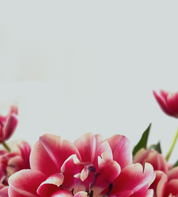 Vibrant pink tulips with delicate petals, perfect for spring celebrations and floral decor.