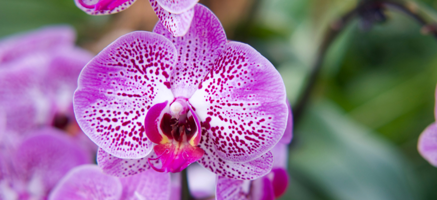 Orchid