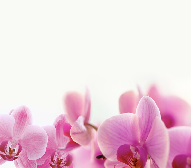 Delicate pink orchids with soft petals, elegantly arranged on a light background.