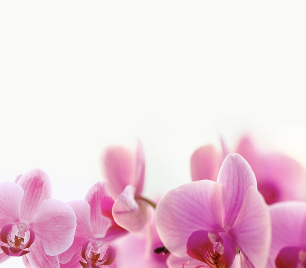 Delicate pink orchids with soft petals, elegantly arranged on a light background.