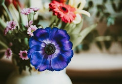 Vivid blue anemone flower in sharp focus, with a bunch of red, pink, and white blooms blurred in the background, adding a colorful and fresh touch to a serene setting.