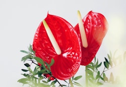 Two vibrant red anthurium flowers with yellow spadix, surrounded by lush green leaves, against a soft white background, exemplifying tropical flora beauty.