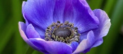 Close-up of a vibrant purple anemone flower with delicate petals and a dark center surrounded by a ring of stamen, set against a blurred green background.