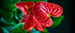 Vibrant red anthurium flowers with heart-shaped leaves and prominent yellow spadix, set against a dark background to accentuate their tropical beauty.