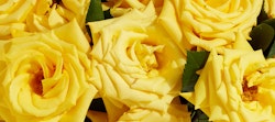 Close-up of vibrant yellow roses with delicate petals and green leaves filling the frame, capturing the beauty of these fresh, blooming flowers.