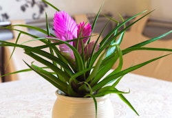 Vibrant pink flowering plant with long green leaves in a white ceramic pot on a table with a blurred kitchen background, showcasing indoor home decoration.