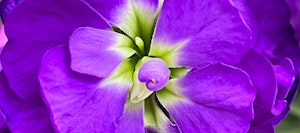 Close-up of a vibrant purple flower with delicate petals and a gradient of colors from violet to light green at the center, showcasing the intricate details of its structure.