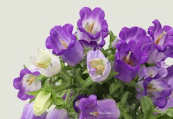 Close-up of vibrant purple and white bell-shaped flowers with green leaves on a light background, perfect for spring garden themes or floral designs.