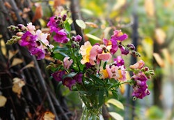 Colorful snapdragon flowers in shades of pink, purple, and yellow, blooming in a garden with blurred foliage in the background, creating a vibrant and natural setting.