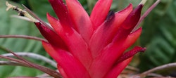 Vibrant red bromeliad flower with pointed petals, highlighted against a backdrop of green foliage with soft-focus background in a botanical garden setting.