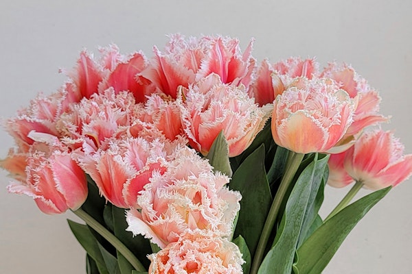 Vibrant bouquet of fringed pink tulips with lush green leaves, ideal for spring decor.
