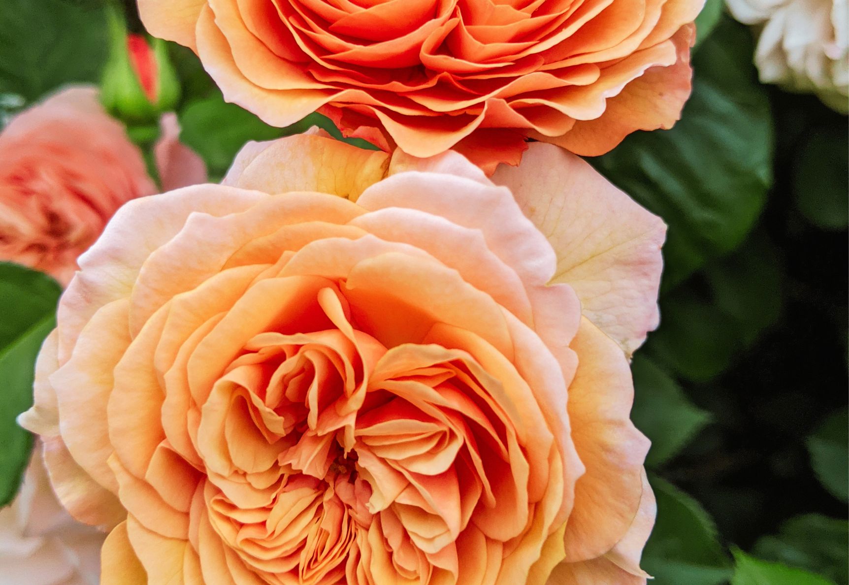 Peach Garden Rose