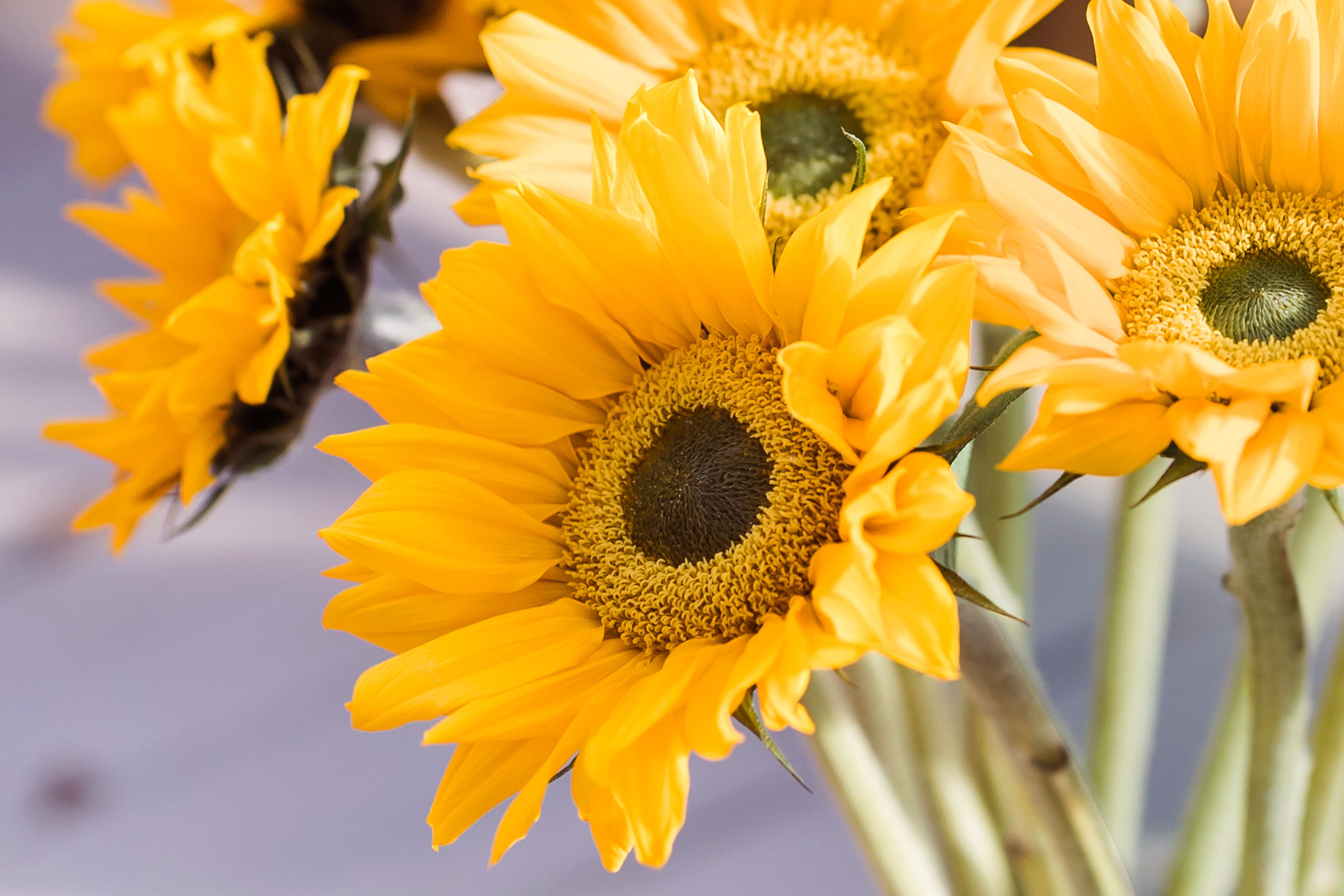 sunflower