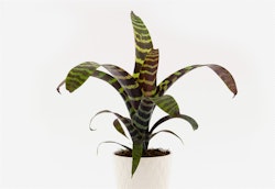 A potted Bromeliad Vriesea with striking green and brown banded foliage displayed against a plain white background, highlighting the intricate patterns of the leaves.