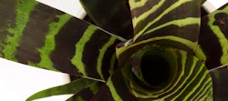 Close-up of a bromeliad plant with striking green and dark purple leaves forming a natural spiral pattern, showcasing vibrant foliage textures.
