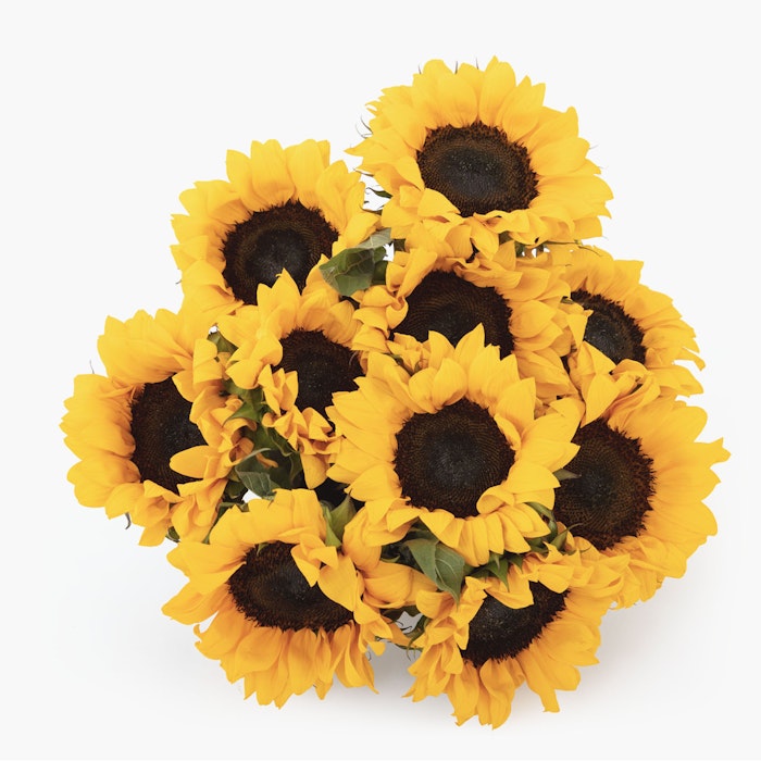 Bright yellow sunflowers arranged in a cluster with dark brown centers, set against a clean white background, evoking a cheerful and fresh aesthetic.