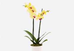 Blooming yellow orchids with pink centers in a white pot, isolated on a white background, showcasing a fresh, vibrant plant with multiple blossoms and green leaves.