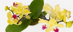 Bright yellow orchids with hints of red on the petals, green leaves, and a visible root system against a clean white background, symbolizing elegance and purity.