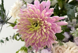 Close-up of a vibrant pink chrysanthemum with intricate petals, surrounded by a soft-focus background of assorted white and pastel flowers and green foliage.