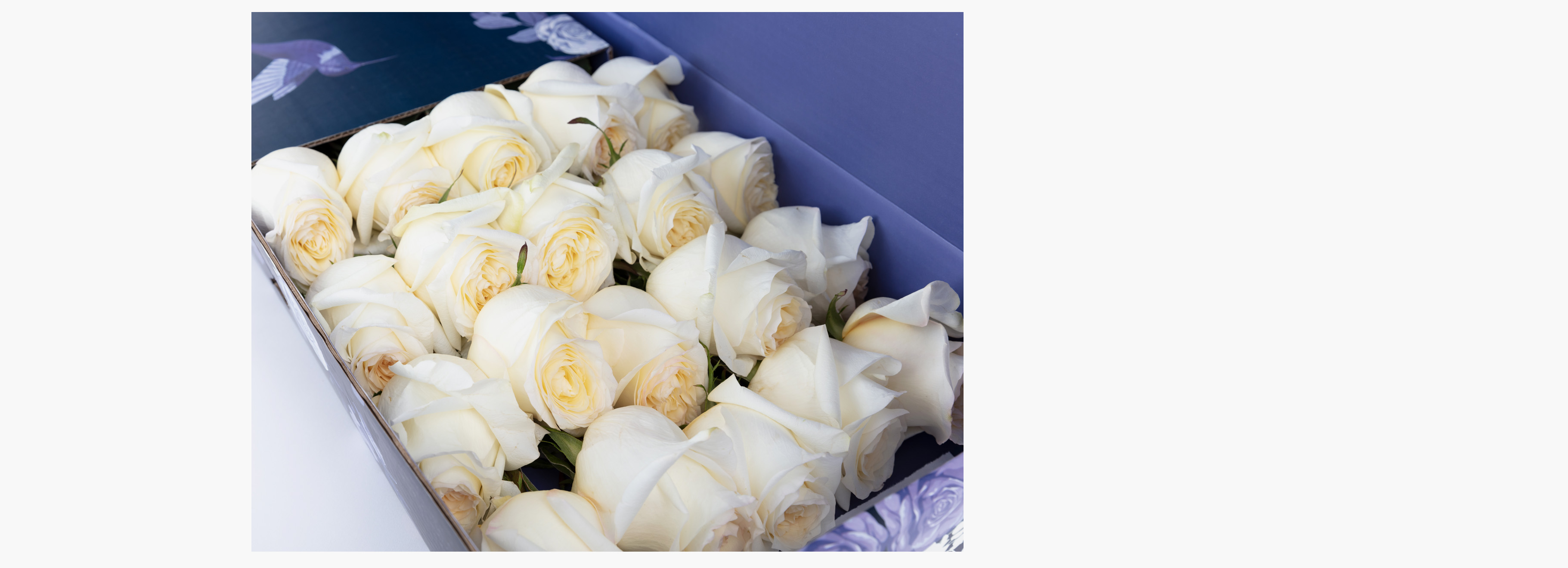 Where Are the Best Roses in The World From? BloomsyBox