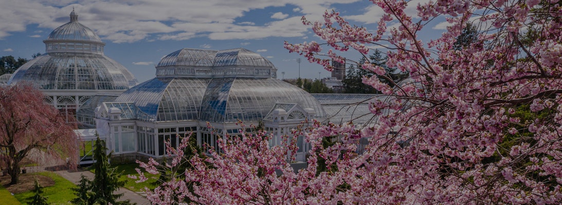 Blossoming pink cherry trees in the foreground with a glass-domed conservatory in the background under a blue sky with fluffy clouds.