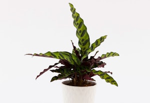 calathea
