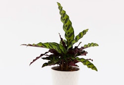 Healthy Calathea lancifolia, commonly known as the Rattlesnake Plant, with vibrant green and purple patterned leaves, potted in a white decorative planter against a white background.
