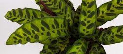 Vibrant green and black spotted leaves of a Calathea lancifolia, also known as Rattlesnake Plant, against a light gray background, showcasing its unique leaf patterns.