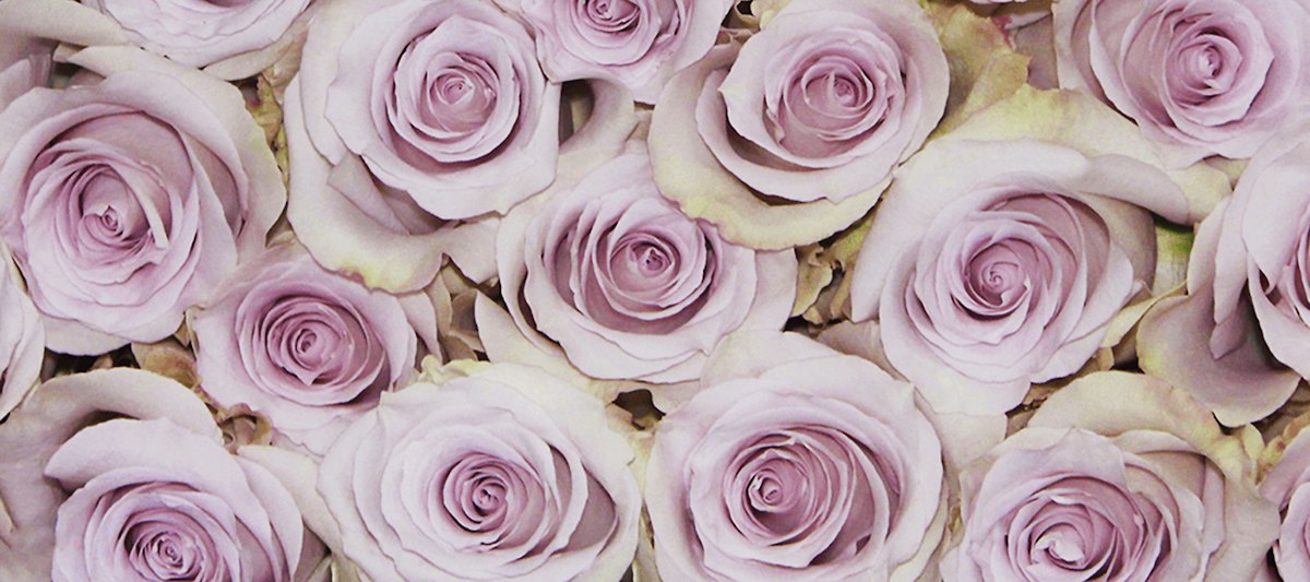 Rose Bouquet Delivery — Send Roses for Any Occasion | BloomsyBox