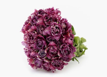 Vibrant pink and purple variegated carnation bouquet with fringed petals beautifully arranged, isolated on a clean white background.
