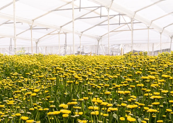 Bright yellow flowers blooming inside a large, white greenhouse with a translucent roof, creating a vibrant sea of color under controlled agricultural conditions.