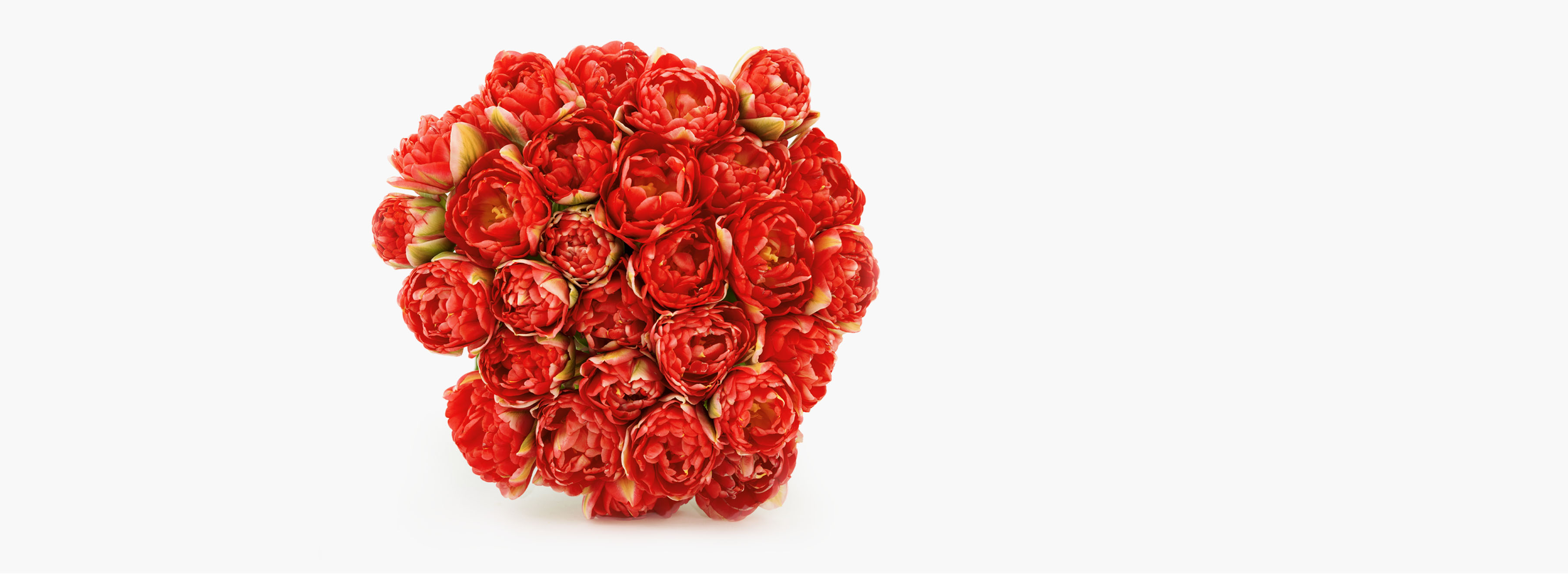 Best New Years Flowers Christmas Gifts BloomsyBox