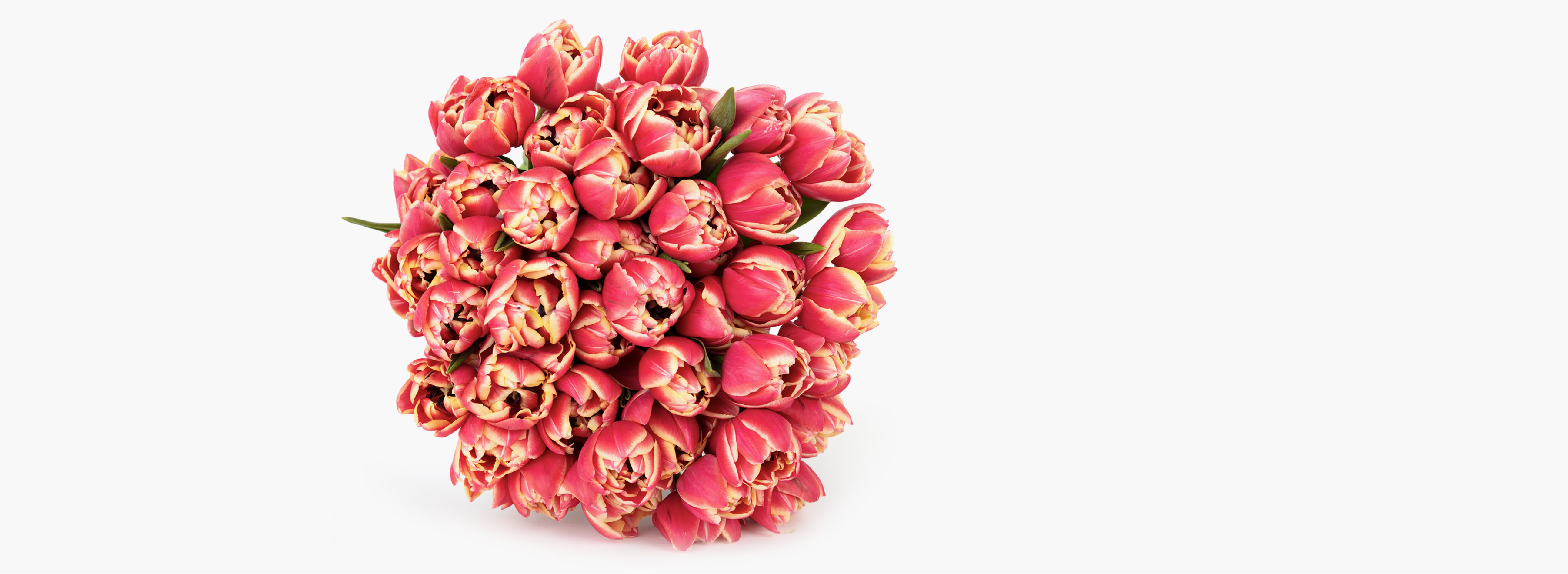 Tulips Tulip Bouquet Tulip Flower Flower Delivery