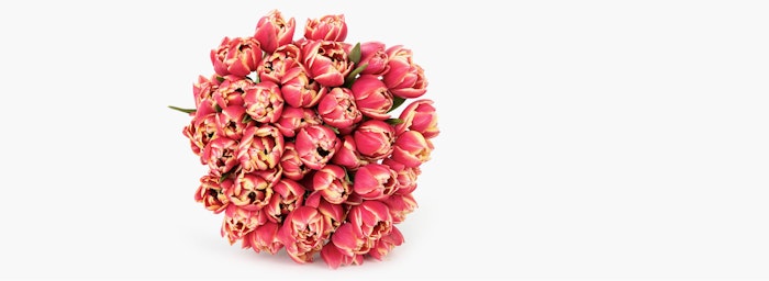 Bouquet of vibrant pink and white tulips neatly arranged and isolated on a white background, perfect as a spring floral decoration or gift.