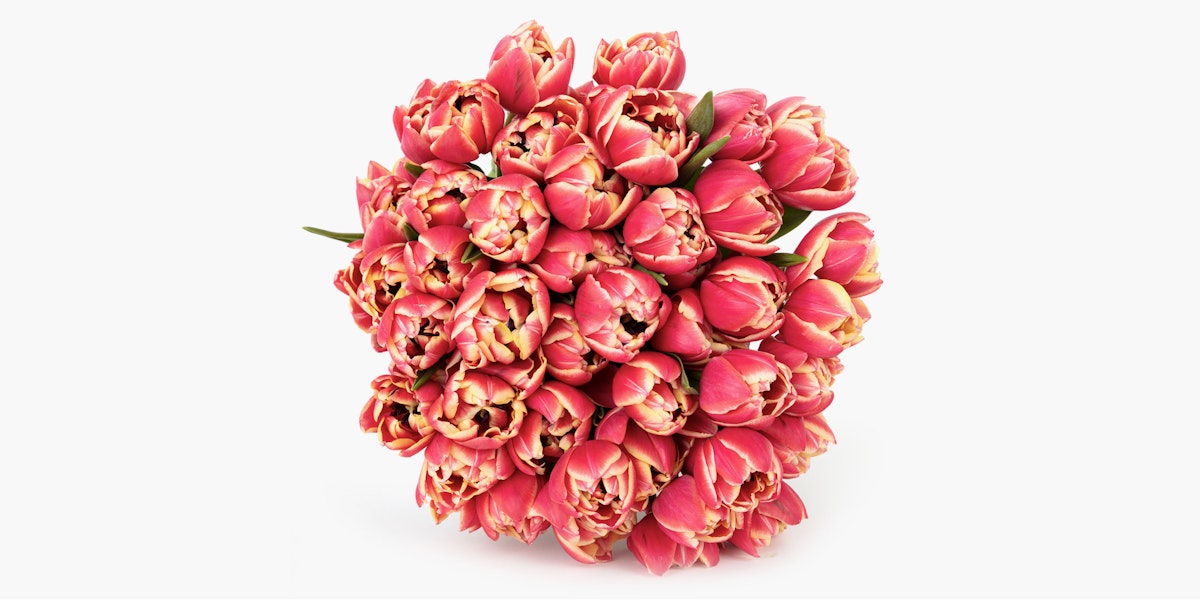 Pink peony tulips bouquet