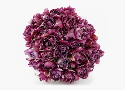 A vibrant purple and pink ornamental cabbage with frilly edges and variegated leaves, centered on a clean white background, showcasing its unique texture and color.