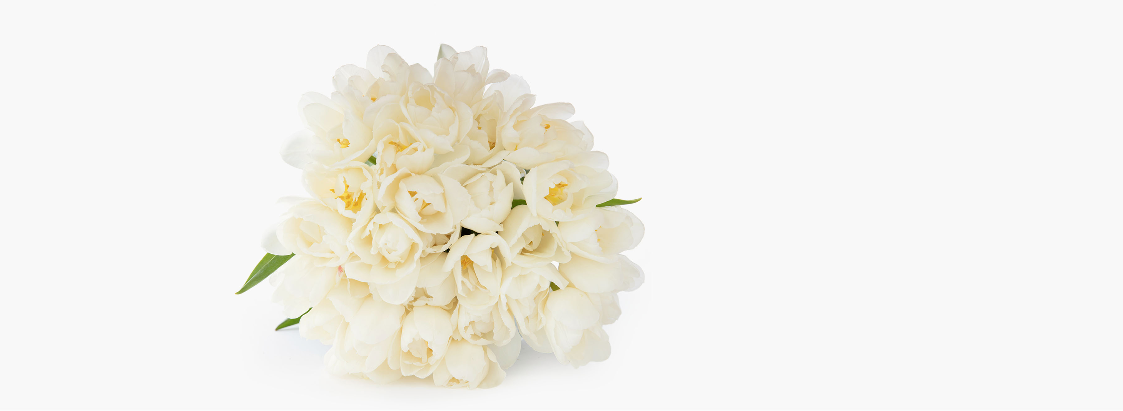 Tulips Tulip Bouquet Tulip Flower Flower Delivery