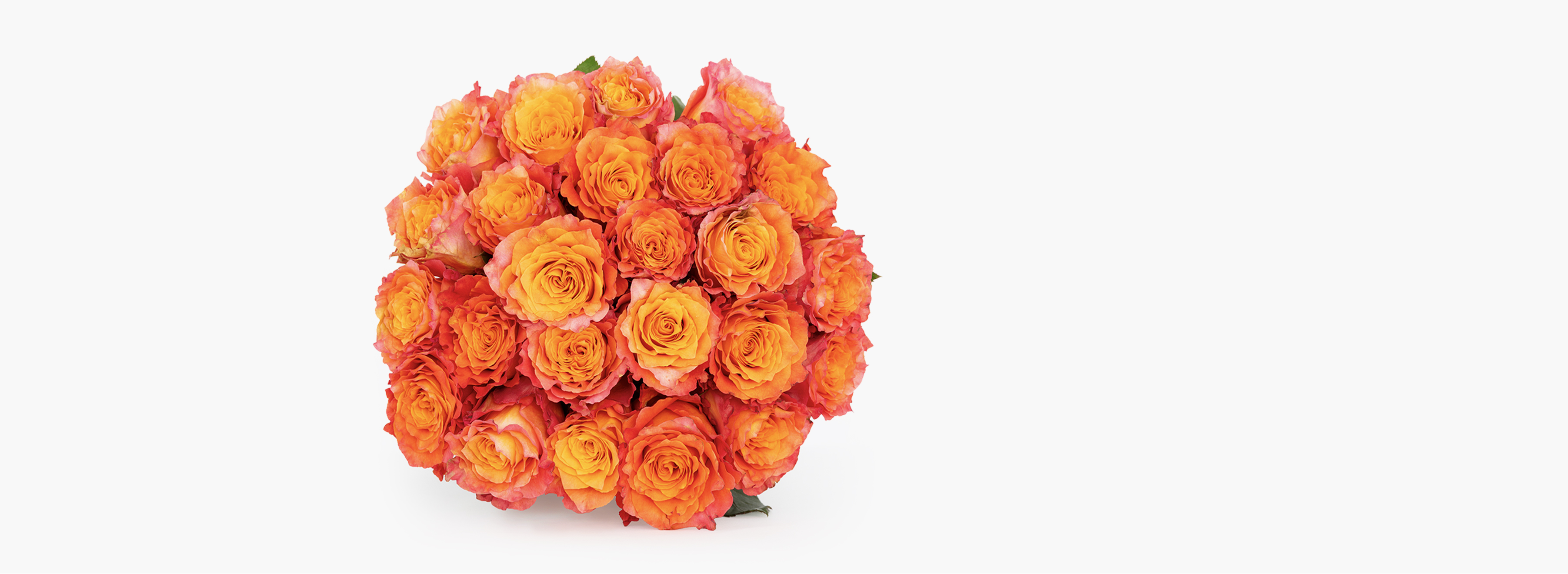 Where Are the Best Roses in The World From? BloomsyBox