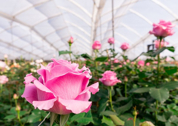 Vibrant pink roses in bloom inside a bright greenhouse with a white structure, showcasing a close-up of a single rose in focus against a blur of florals.