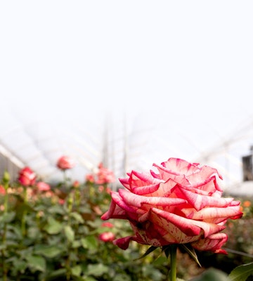 Close-up of a vibrant pink and white speckled rose in focus with soft green foliage and the blurred background of a greenhouse structure.
